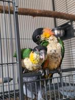 Super tamme Zwartkop caique baby papegaai, Dieren en Toebehoren, Vogels | Parkieten en Papegaaien, Geslacht onbekend, Papegaai
