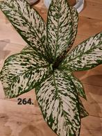 Veel kamerplanten en stekjes aangeboden, Overige soorten, Minder dan 100 cm, Groene kamerplant, Halfschaduw