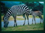 (2096) Dierenkaart: ZEBRAS, Verzamelen, Ansichtkaarten | Dieren, Verzenden, 1980 tot heden, Ongelopen, Overige soorten