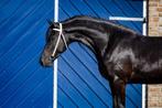 Lieve en mooie Friese merrie., Dieren en Toebehoren, Paarden, Merrie, Gechipt, Niet van toepassing, 3 tot 6 jaar