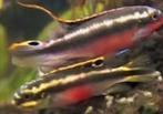 Pulcher super red, Dieren en Toebehoren, Vissen | Aquariumvissen, Vis