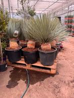 Yucca Rostrata 120/130cm met stam, Ophalen, Zomer, Overige soorten, Volle zon