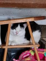 2 katten zoeken nieuw huis, Kater, Kortharig, 0 tot 2 jaar