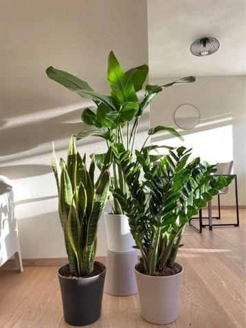 3for120-Sansevieria & Strelitzia Nicolai & Zamioculcas beschikbaar voor biedingen