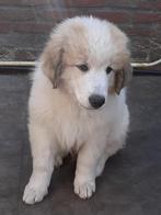 Pyreneese Berghond pups, Overige rassen, CDV (hondenziekte), 8 tot 15 weken, Meerdere
