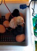 Marans haan x bruine legkip, Dieren en Toebehoren