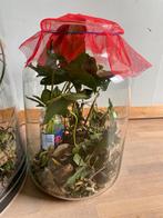 Gratis wandelende takken, Dieren en Toebehoren, Insecten en Spinnen, Wandelende tak