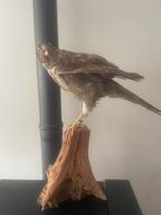 Opgezette sperwer, Ophalen of Verzenden, Vogel, Opgezet dier