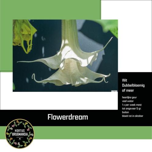 Jonge Brugmansia planten, Tuin en Terras, Planten | Tuinplanten, Vaste plant, Overige soorten, Volle zon, Zomer, Ophalen