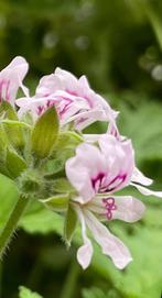 Geurende citrusgeraniums bio kamerplant houdt de muggen weg, Huis en Inrichting, Kamerplanten, Overige soorten, Ophalen of Verzenden