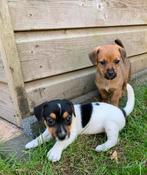 Prachtige jack russel pups, Dieren en Toebehoren, Jack Russell Terriër, 8 tot 15 weken, Meerdere dieren, Eén hond