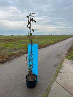 Malus ‘Mokum’, Overige soorten, Lente, 100 tot 250 cm, Ophalen