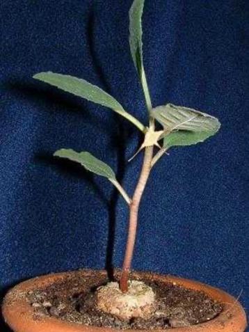 Caudex Dorstenia Cuspidata Centraal Afrika potmaat 8,5cm