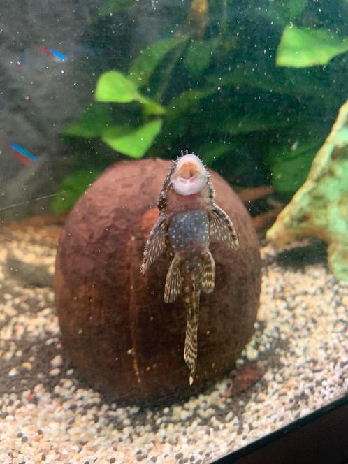 Borstelneus algeneters, Dieren en Toebehoren, Vissen | Aquariumvissen, Vis