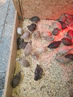 Kwatel hannen, Dieren en Toebehoren, Pluimvee, Mannelijk, Kip
