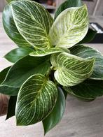Philodendron Birkin, Overige soorten, Minder dan 100 cm, Groene kamerplant, Halfschaduw