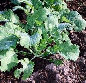 Zaden (Bio)  9 Verschillende soorten, Tuin en Terras, Bloembollen en Zaden, Zaad, Voorjaar, Halfschaduw, Verzenden