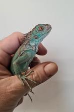 Blauwe leguanen / blue iguana iguana, Dieren en Toebehoren, Reptielen en Amfibieën, Hagedis, 0 tot 2 jaar