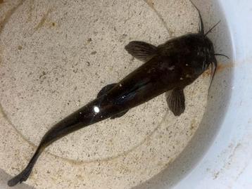 Meerval 30 cm beschikbaar voor biedingen