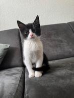 Kitten 12 weken, Dieren en Toebehoren, Katten en Kittens | Dekkaters, 0 tot 2 jaar