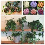 Binnenkort te koop: hoya's vanaf 5euro, Ophalen, Overige soorten, Halfschaduw, In pot