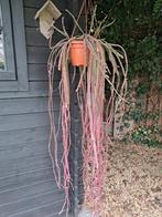 Lepismium cruciforme hangplant 140cm, Ophalen, 100 tot 150 cm, Halfschaduw, Groene kamerplant
