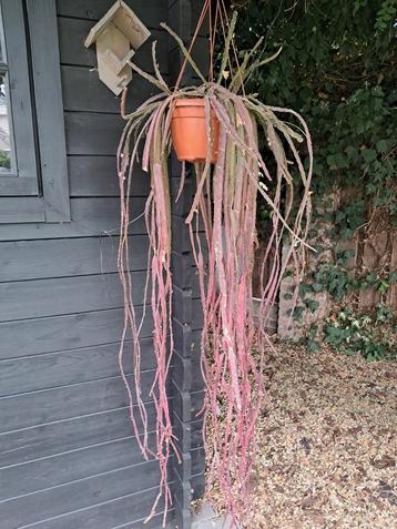 Lepismium cruciforme hangplant 140cm beschikbaar voor biedingen