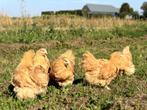 Mooie jonge Orpington kippen, gesekst en ingeënt, Dieren en Toebehoren, Pluimvee, Vrouwelijk, Kip