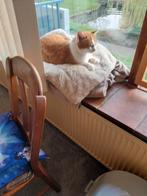 Liefdevolle verzorging voor uw katten, Ophalen of Verzenden, Nieuw