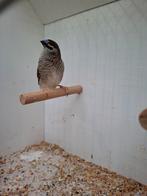 Ceresamadine pop, Dieren en Toebehoren, Vrouwelijk, Geringd