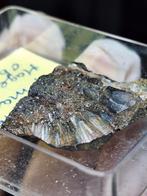 FRONDELIET, HAGENDORF/F, Ophalen of Verzenden