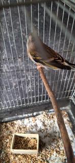 bastaard putter kanarie, Dieren en Toebehoren