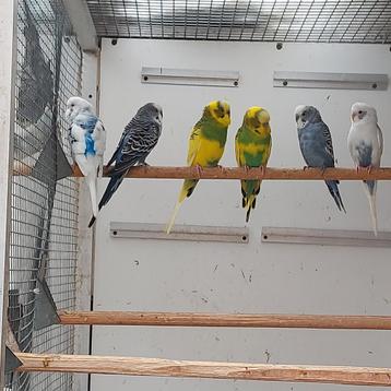 6 hele mooie grasparkietjes beschikbaar voor biedingen