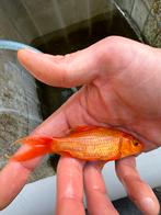 Eenmalige winter aanbieding !! 5 butterfly koi 75€ !!, Dieren en Toebehoren, Vissen | Vijvervissen, Karper of Koi