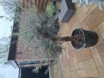 OLIJFBOOM  voor buiten, Tuin en Terras, Planten | Bomen, Bloeit niet, 100 tot 250 cm, Olijfboom, Ophalen
