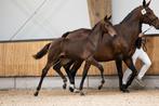 Chique hengstveulen, Dieren en Toebehoren, Paarden, Niet van toepassing, Dressuurpaard, 0 tot 2 jaar, Hengst