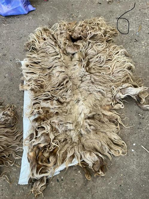 Vacht Drents Heideschaap geschoren, Hobby en Vrije tijd, Spinnewielen en Spinnen, Nieuw, Ophalen of Verzenden