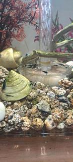 Neocaridina Blue dream garnalen, Dieren en Toebehoren, Kreeft, Krab of Garnaal, Zoetwatervis, Schoolvis