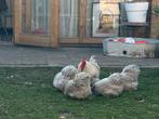 12 bevruchte eieren te koop cochin grijs MET GARANTIE, Dieren en Toebehoren, Pluimvee, Vrouwelijk, Kip