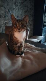Kitten, Dieren en Toebehoren, Poes