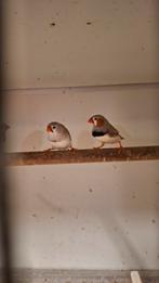 Zebravink, Meerdere dieren