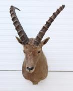 Opgezette kop ALPEN STEENBOK (Capra ibex) - gewei - hoorns, Verzamelen, Dierenverzamelingen, Ophalen, Gebruikt, Wild dier, Gewei of Kop