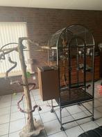 2 tamme caiques ,mooie grote kooi en grote java boom, Dieren en Toebehoren, Vogels | Parkieten en Papegaaien, Meerdere dieren