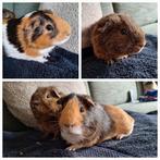 2 lieve cavia beertjes (niet gecastreerd) van 3 maanden oud, Dieren en Toebehoren, Knaagdieren, Mannelijk, Cavia, Na 1 juli 2024