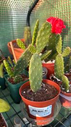 Opuntia ficus-indica,  plant, Ophalen, Zomer, Volle zon
