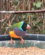 Gouldamadines mannen, Dieren en Toebehoren, Vogels | Overige Vogels, Mannelijk