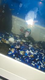 Aquaria met vissen, Ophalen, Nieuw, Gevuld zoetwateraquarium