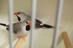 Gezocht: Spitsstaartamadine pop (Grijs), Dieren en Toebehoren, Vrouwelijk, Tropenvogel