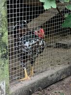Haantje wyandotte, Dieren en Toebehoren, Pluimvee, Mannelijk, Kip
