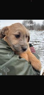 Toby, Dieren en Toebehoren, Particulier, Reu, 8 tot 15 weken, Buitenland